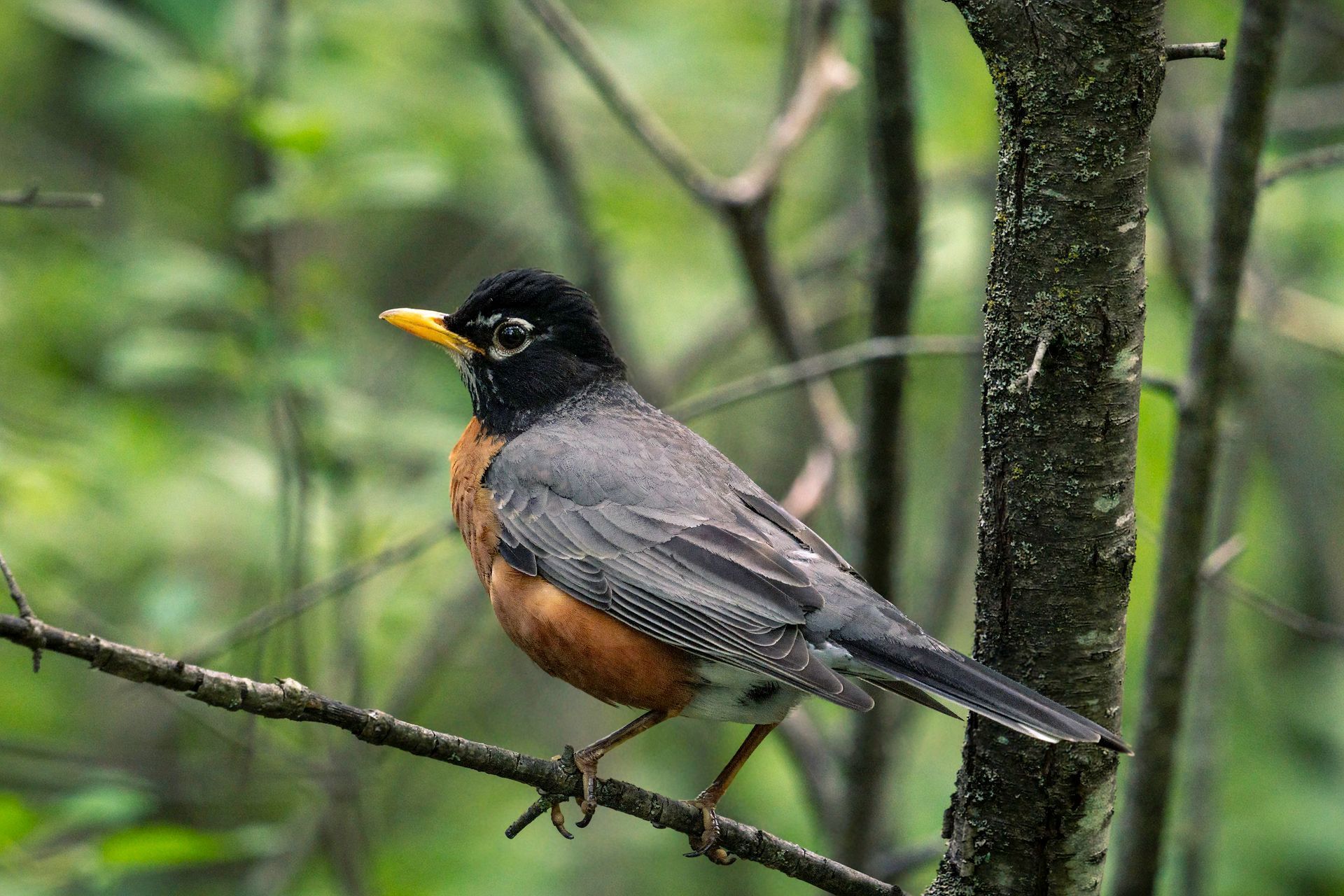 American robin with orange breast, grey back, and black head perched on a branch.