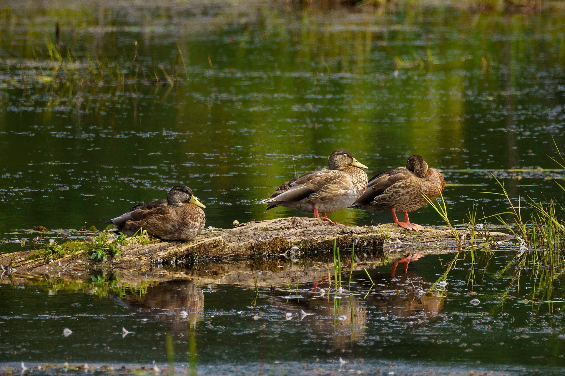 Three brown ducks resting on a log in a murky pond.