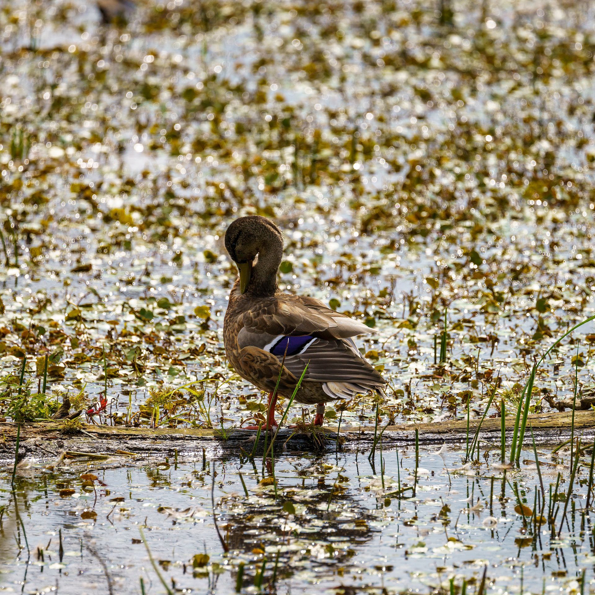 Duck preening in a shallow body of water with plant life; brown, green, and white.