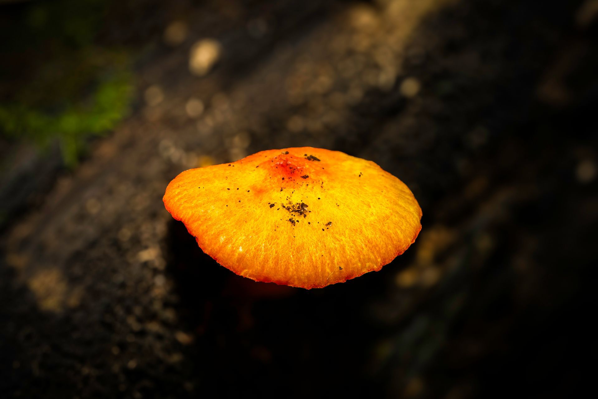 Bright orange mushroom cap growing on dark wood.