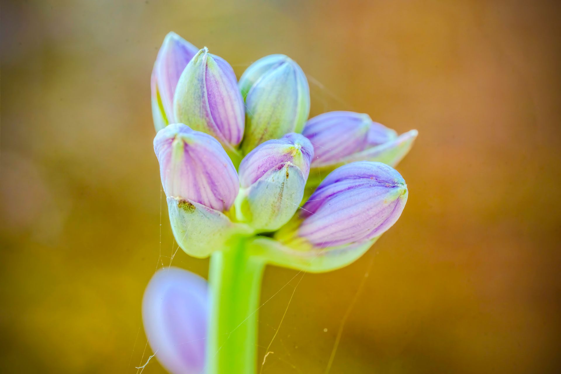 Purple and green hosta flower buds, close-up with blurry brown background.
