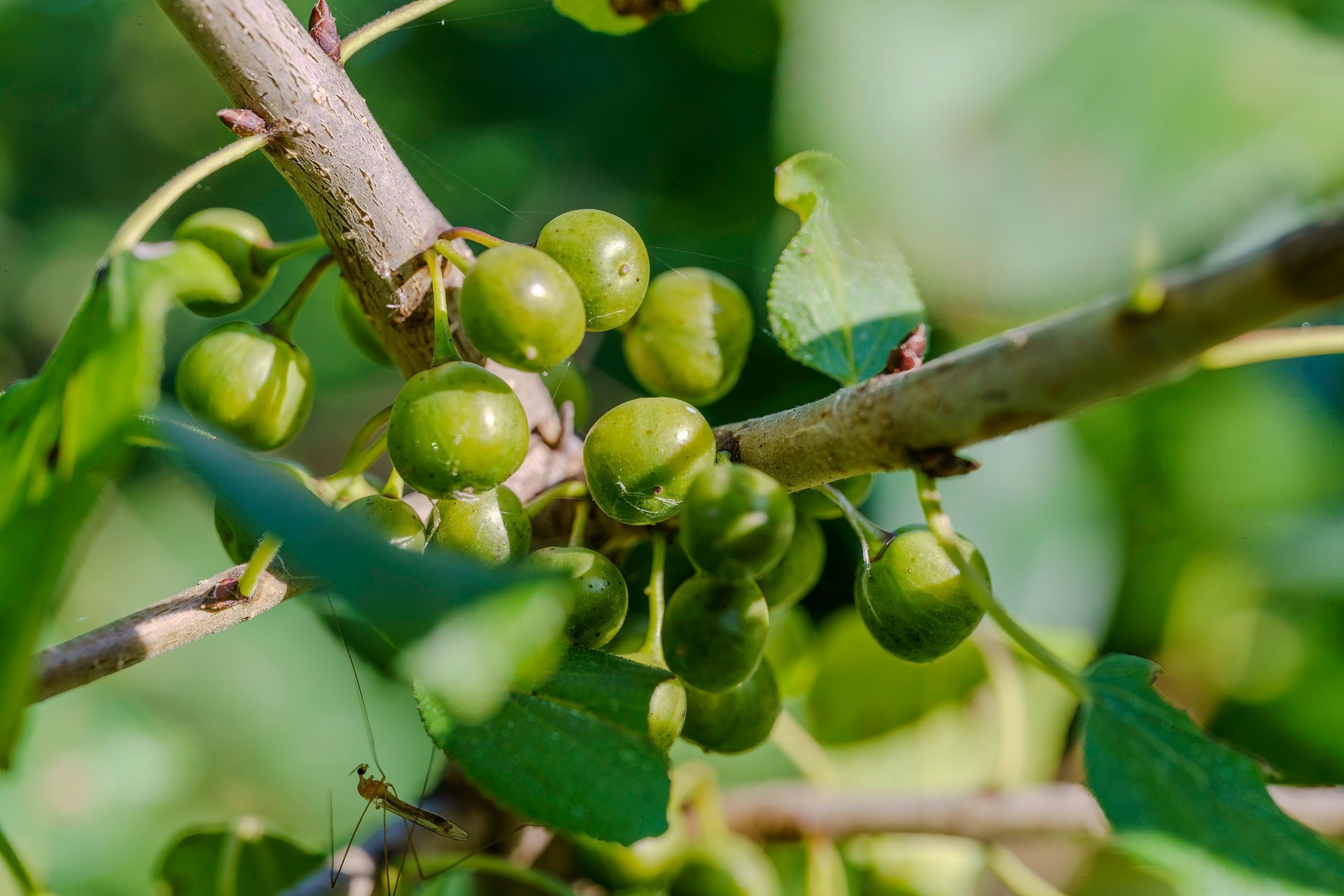 Green unripe berries clustered on a branch with green leaves.