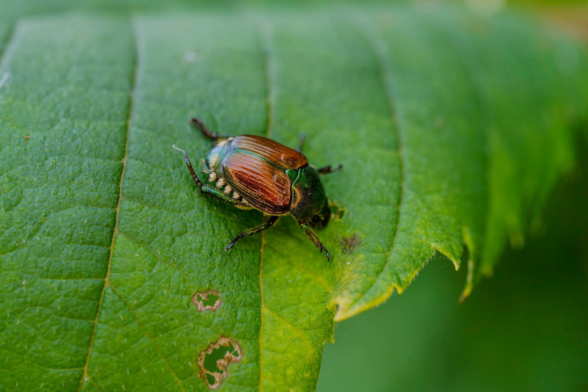 Japanese beetle on a green leaf, with some leaf damage. Beetle has iridescent green and copper coloring.