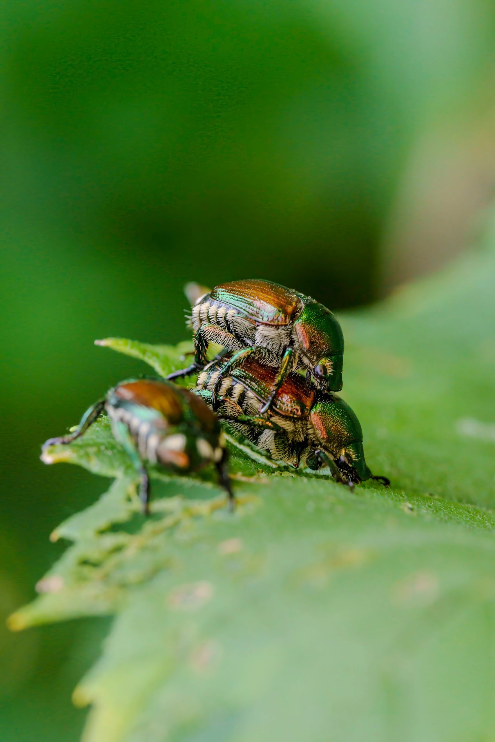 Three iridescent green Japanese beetles mating on a green leaf.