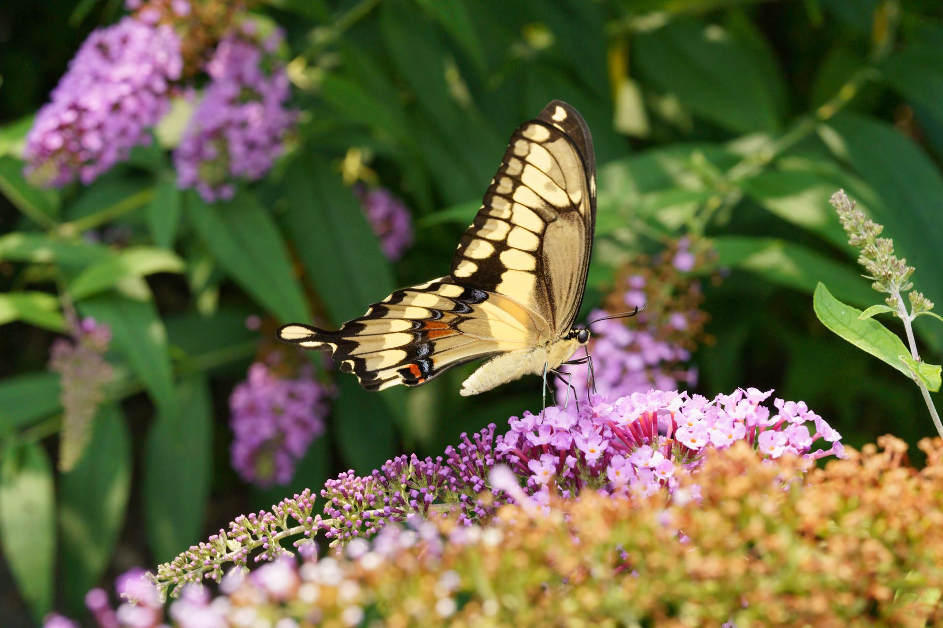 Yellow and black butterfly feeding on a purple flower in a garden.