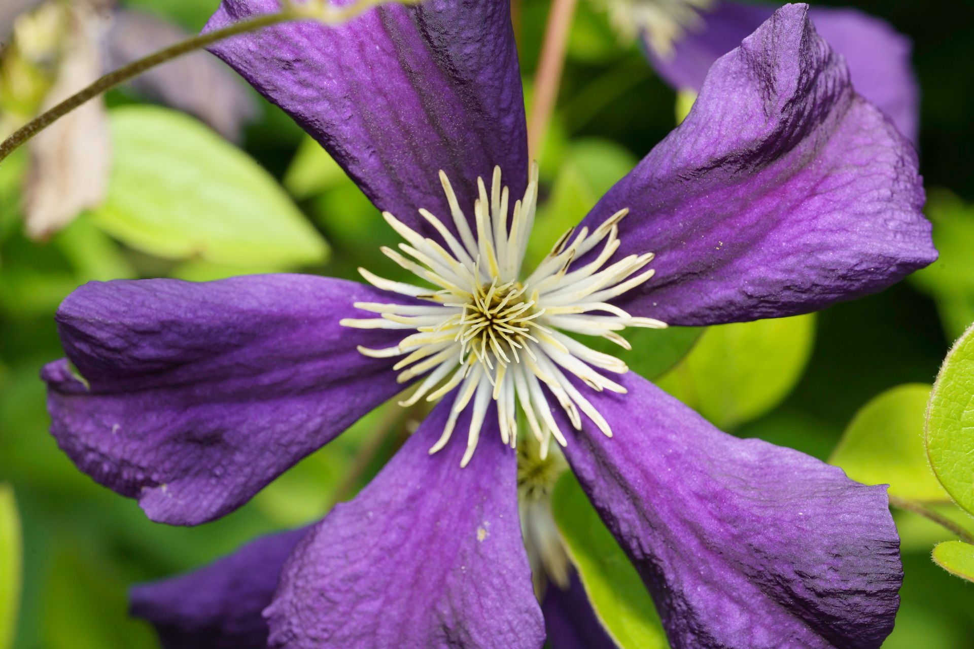 Purple clematis flower with white stamens, surrounded by green leaves.
