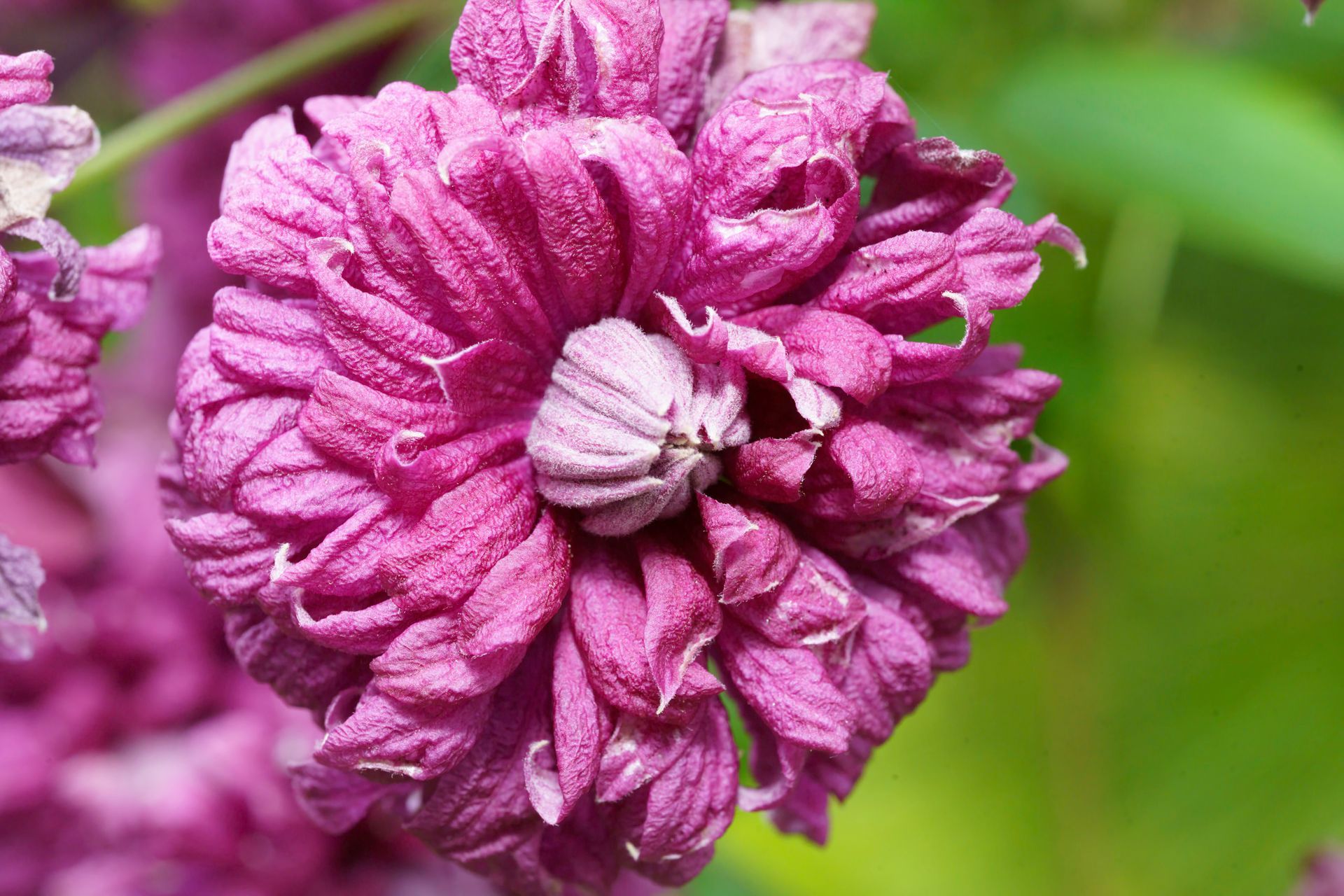 Close-up of a deep purple clematis flower with multiple ruffled petals against green foliage.