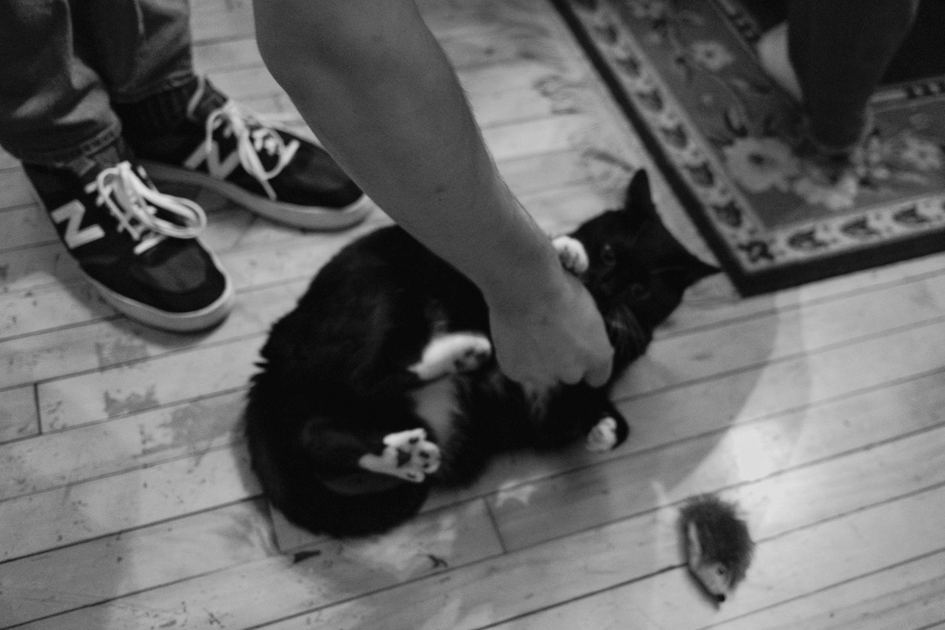 A person pets a black and white cat on a wooden floor, near a toy mouse and sneakers.