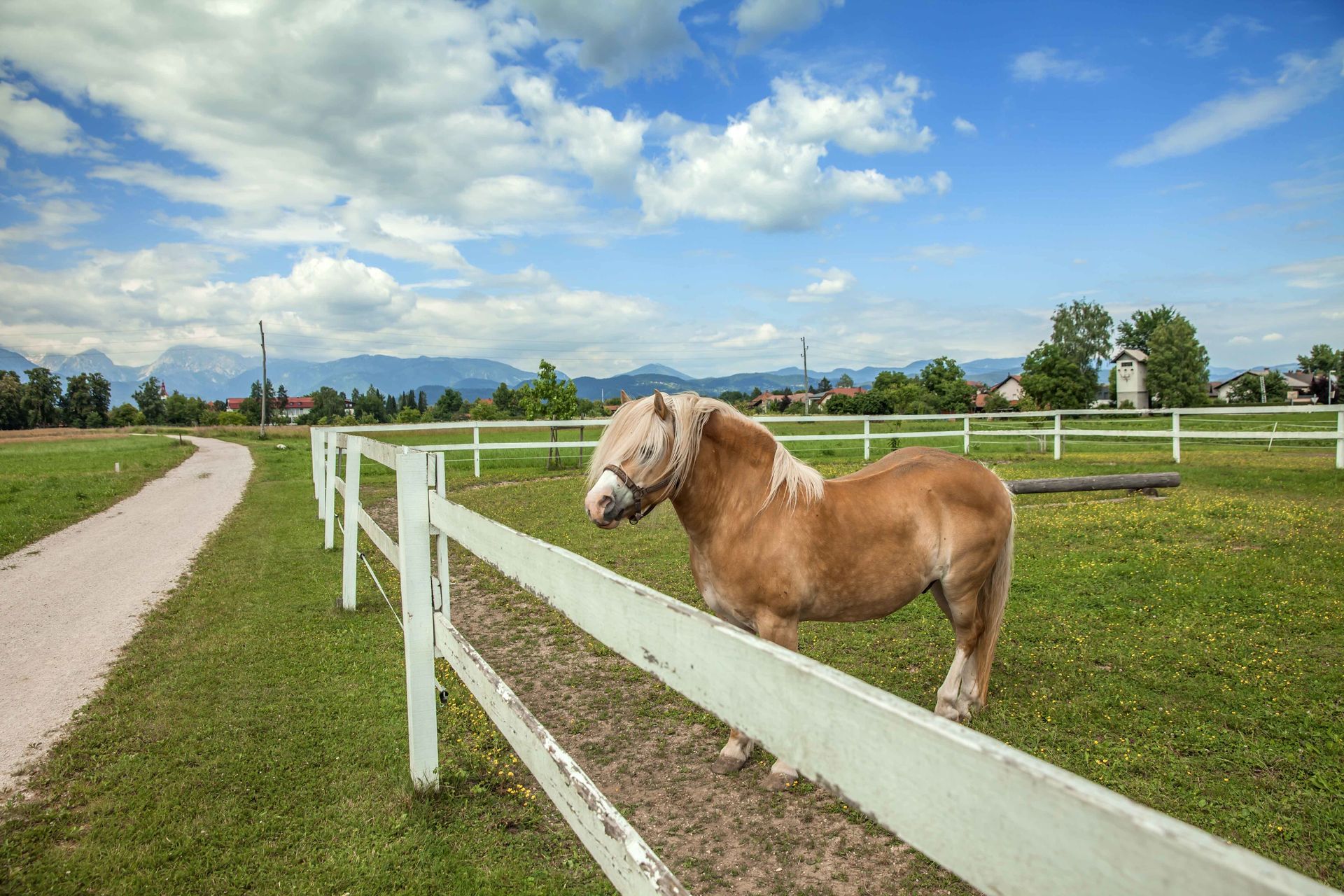 A light brown pony with a blonde mane stands behind a white fence in a green field under a blue sky.