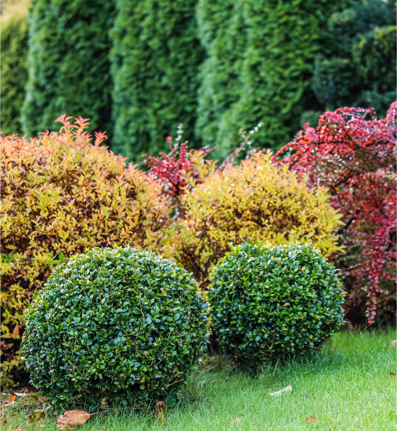 There are many different types of bushes in this garden.