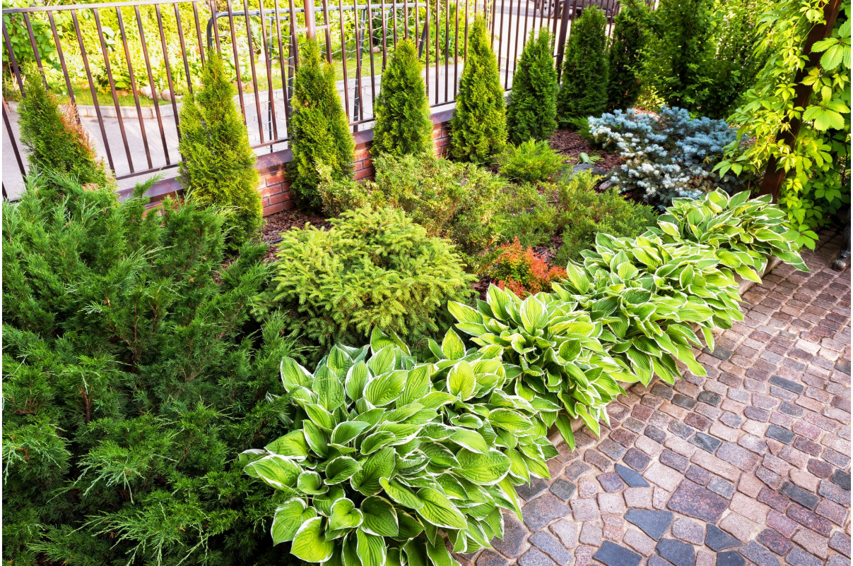 A garden filled with lots of green plants and trees.