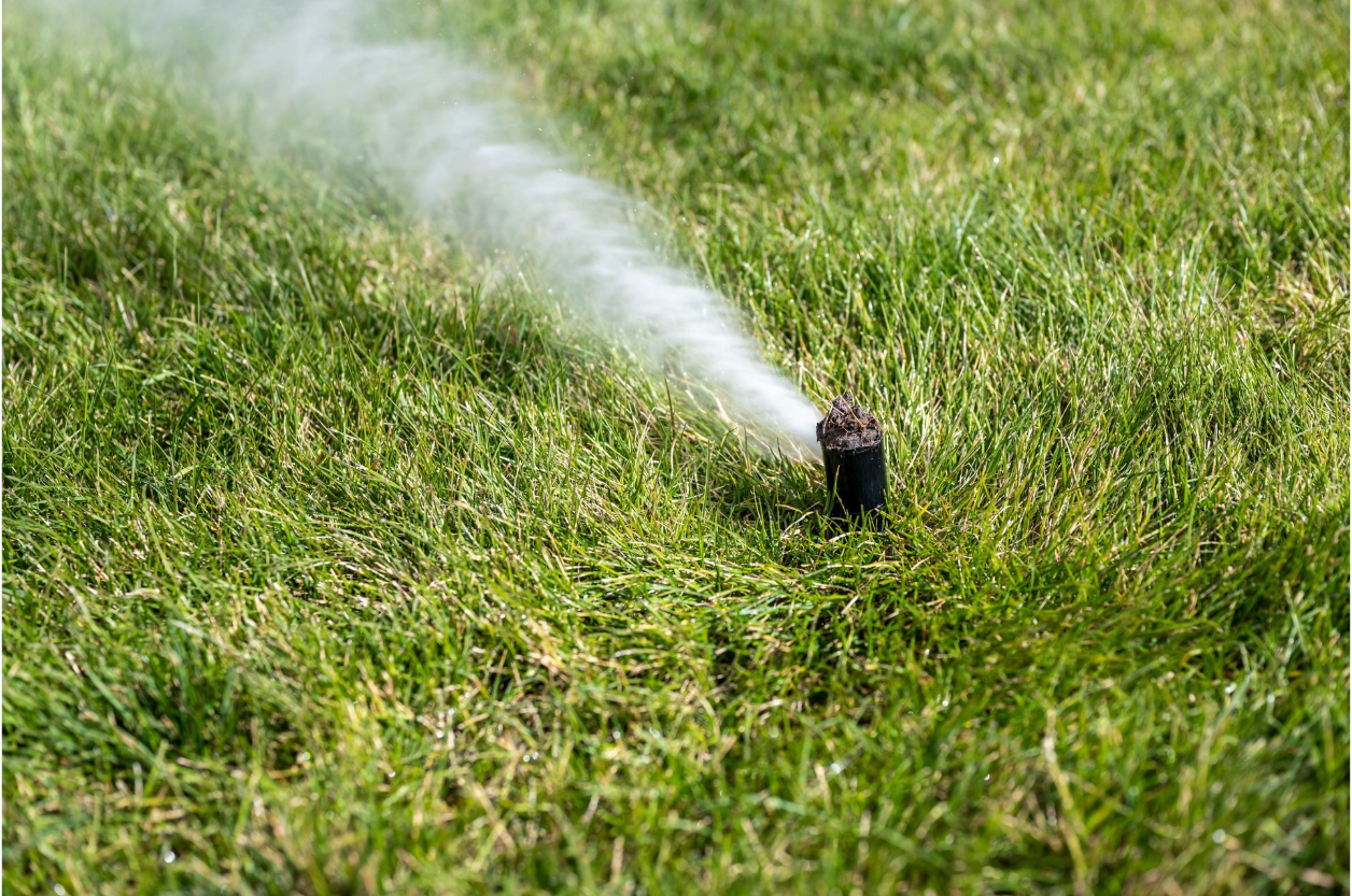 A sprinkler is spraying water on a lush green field of flowers.