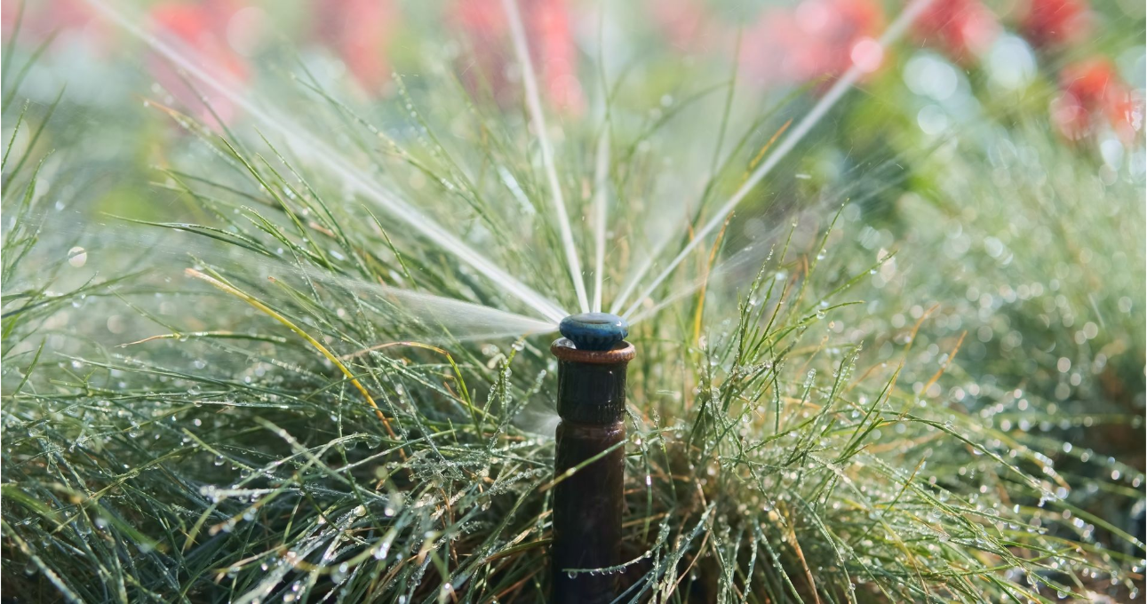 A sprinkler is spraying water on a lush green lawn.