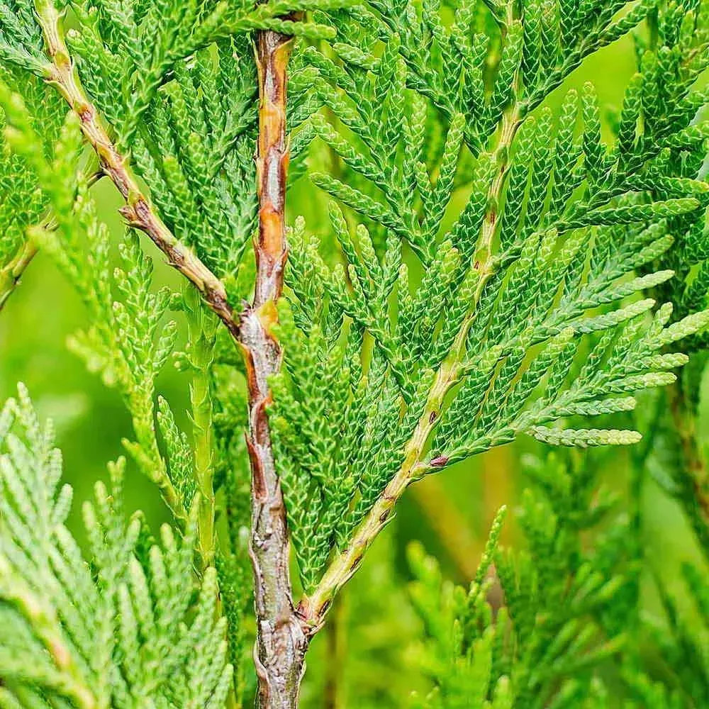 a close up of a tree branch with green leaves