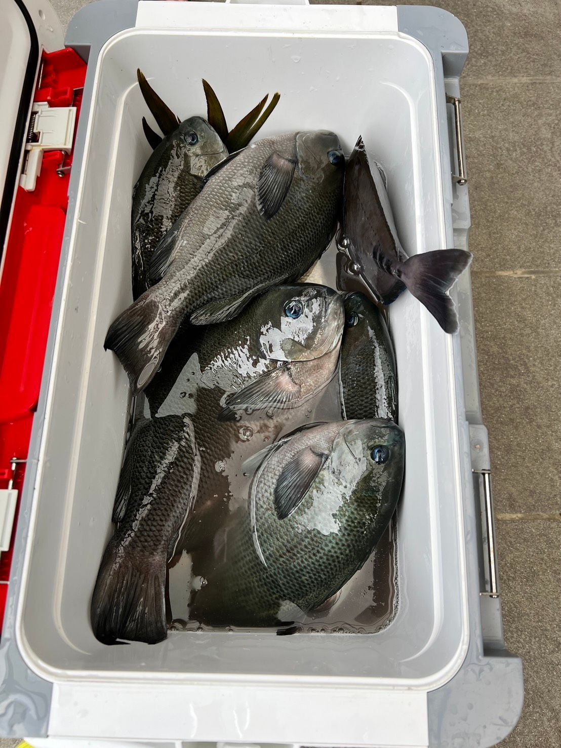 A專案 (龜山船磯黑毛、底棲)