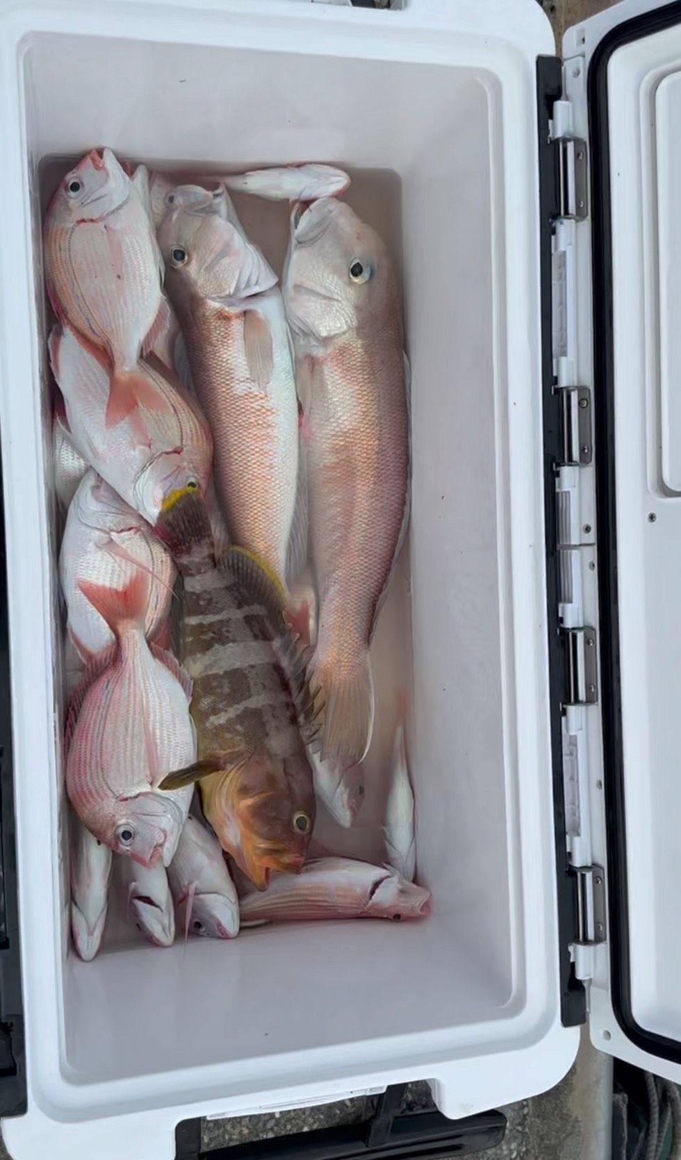 D案  (龜山島大白馬)