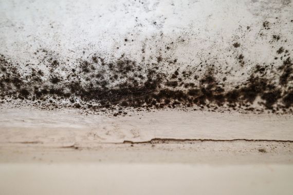 moldy wall in need of remediation