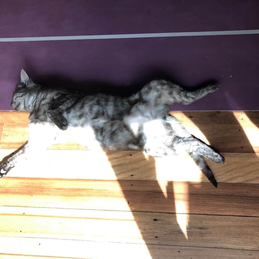 Sleeping Cat — Marrickville, Sydney — Black Lotus Yoga