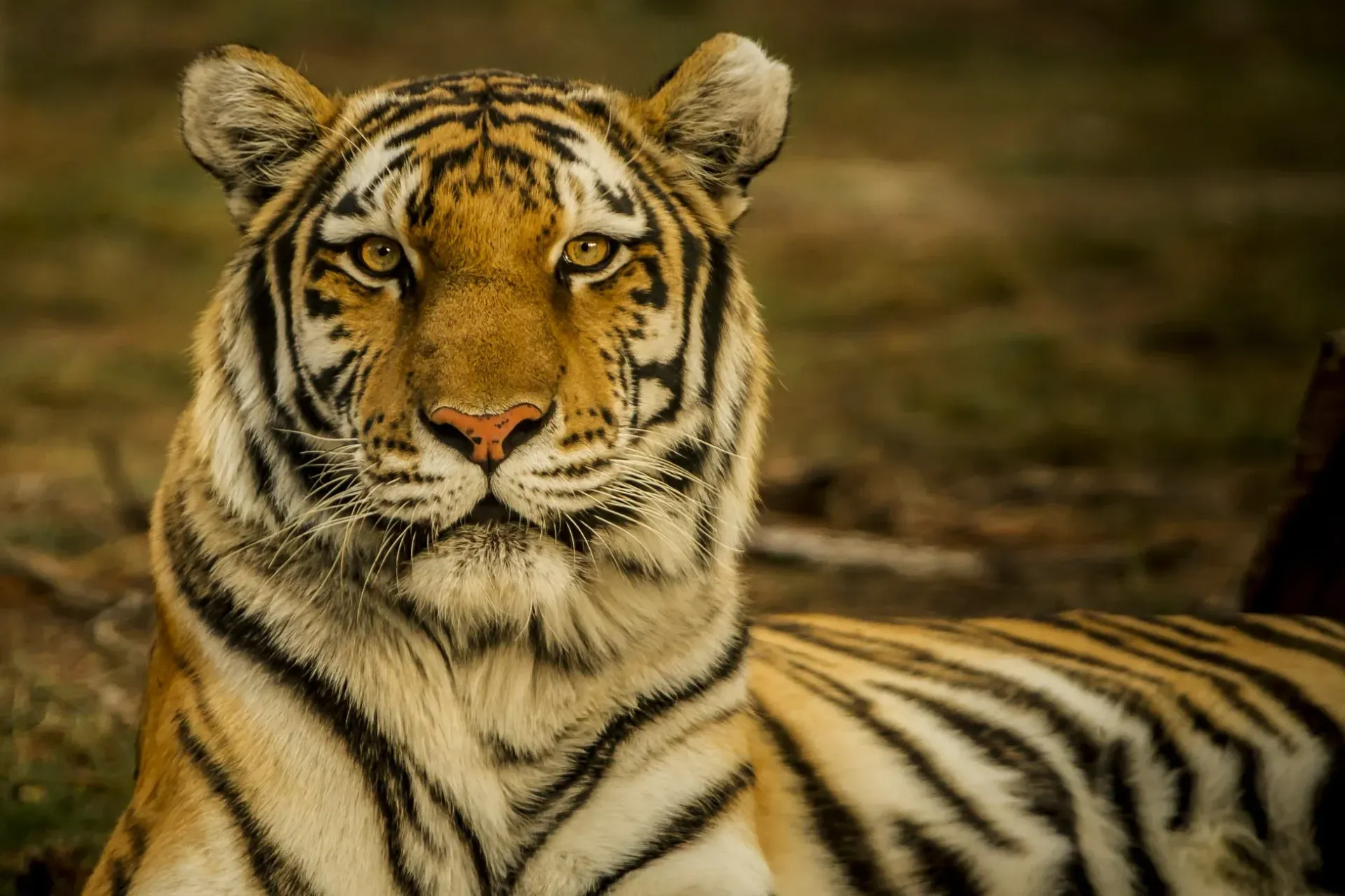 a close up of a tiger laying down in the grass looking at the camera