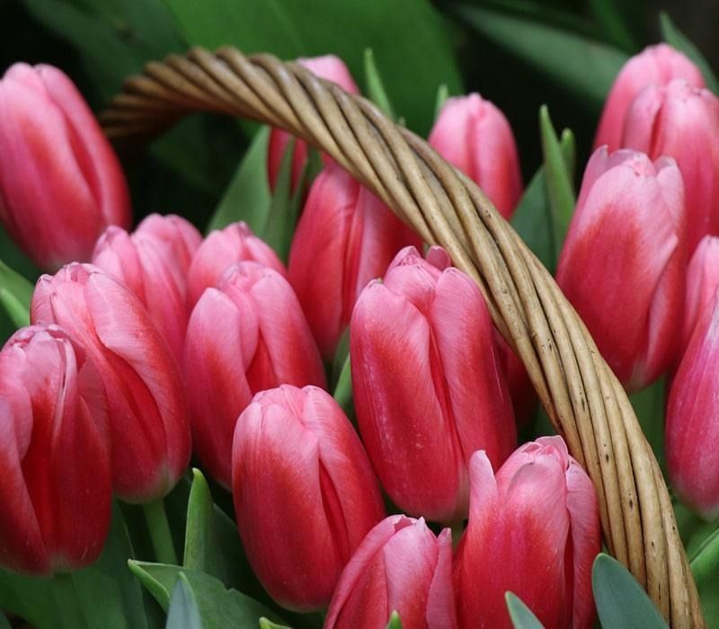 Pink tulips in a woven basket with a brown handle, surrounded by green leaves.