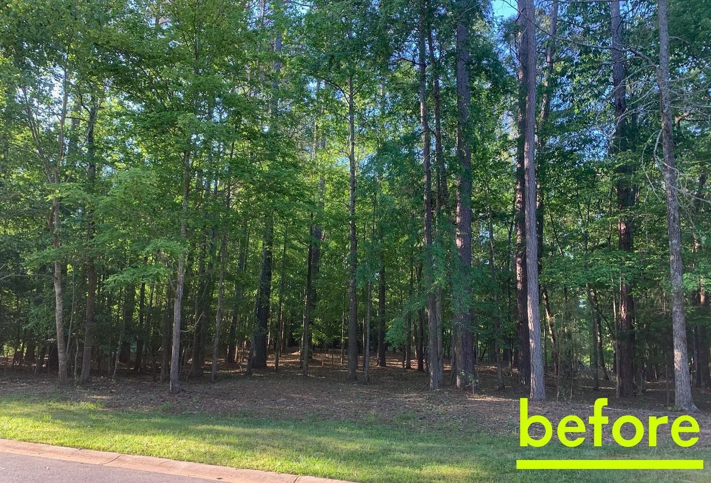 Forested lot with trees and green grass, viewed from a road. 