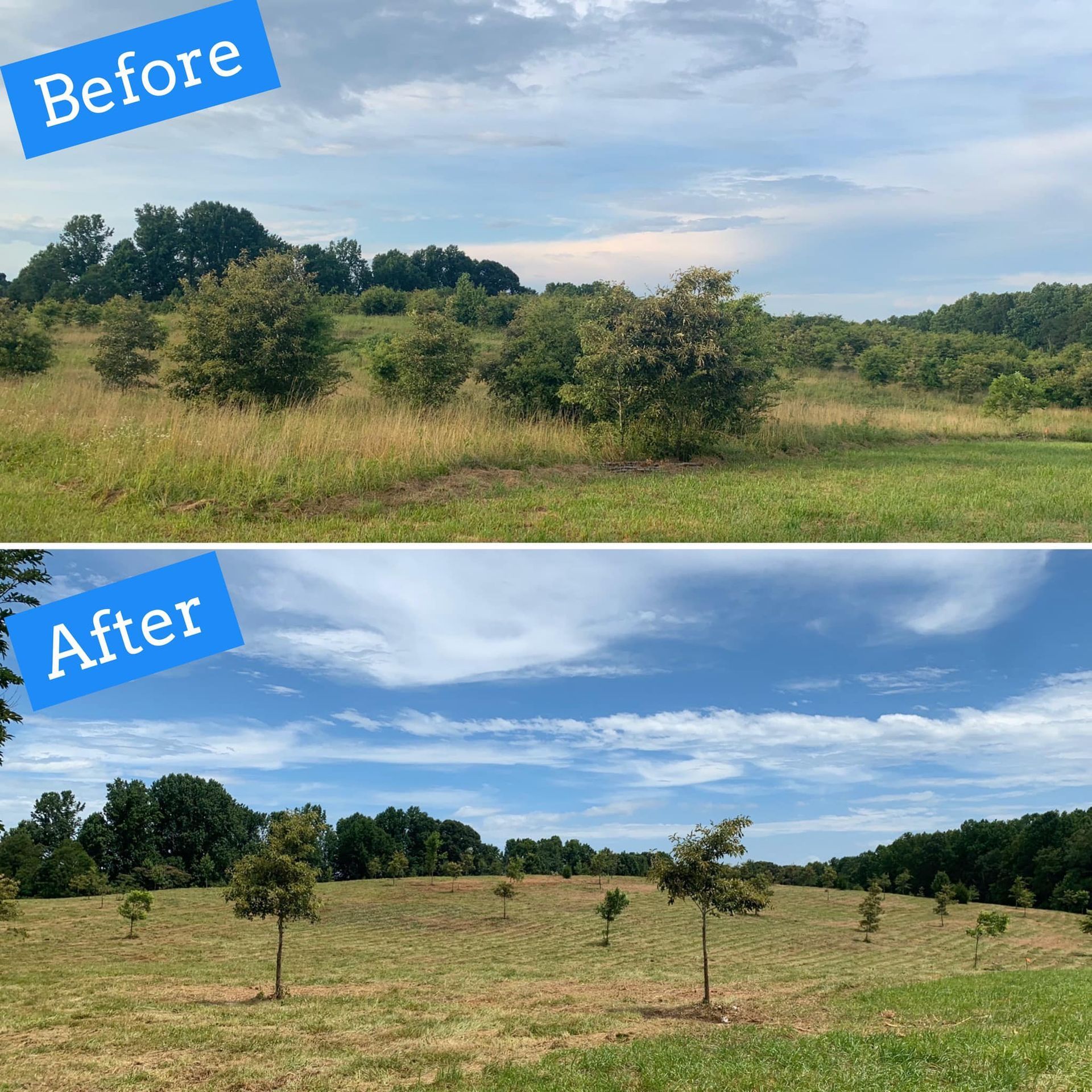Before and after photos of a grassy field with trees. Top photo shows field overgrown; bottom photo, field has been cleared.