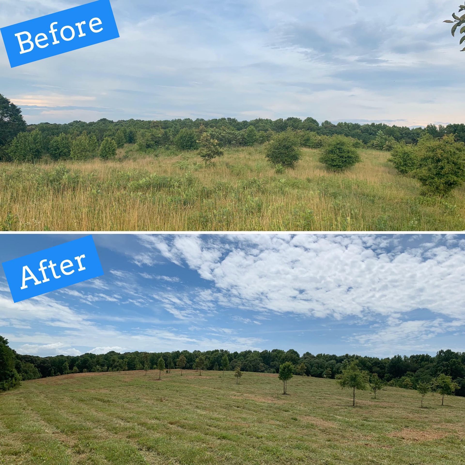 Field clearing before and after; taller grass and trees removed, ground now grassy with fewer trees, blue sky.