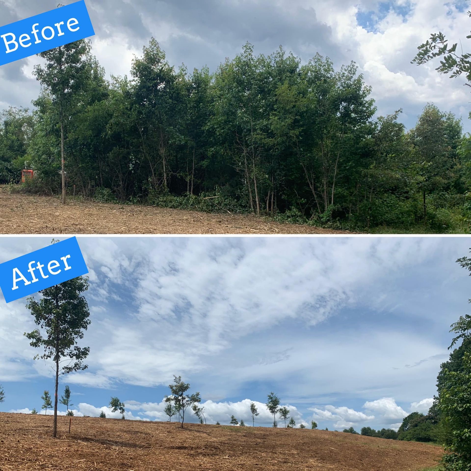 Before and after view of a cleared landscape. Dense trees removed, leaving a few young trees and barren land under a cloudy sky.