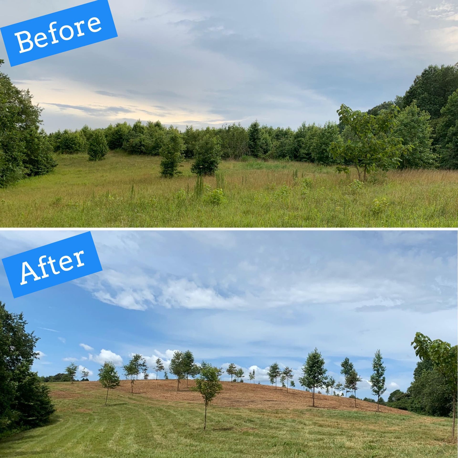 Top: Field of trees and tall grass. Bottom: Same field after clearing; trees stand apart.