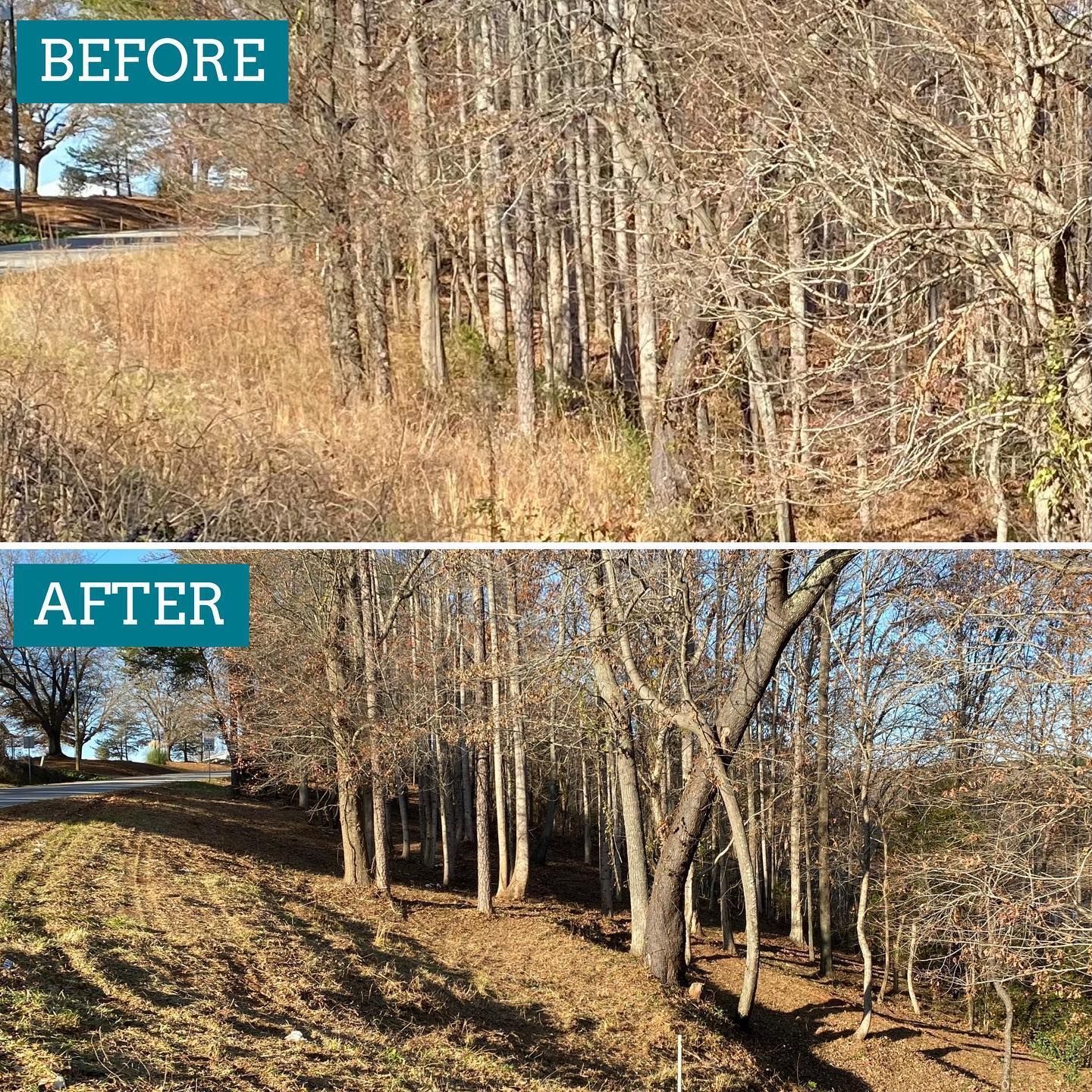 Before-and-after of a wooded area. The 