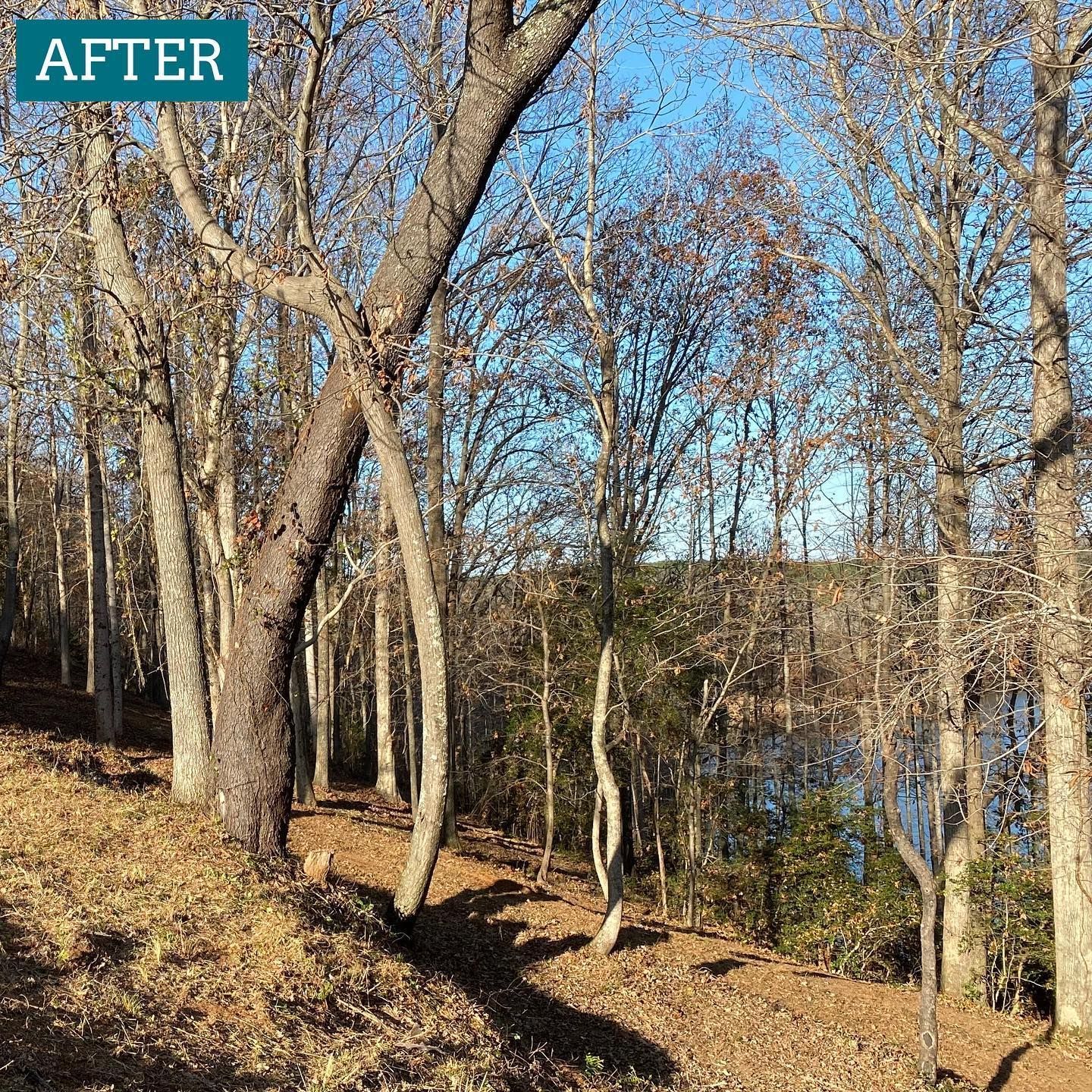 Trees with bare branches frame a view of a body of water under a blue sky.