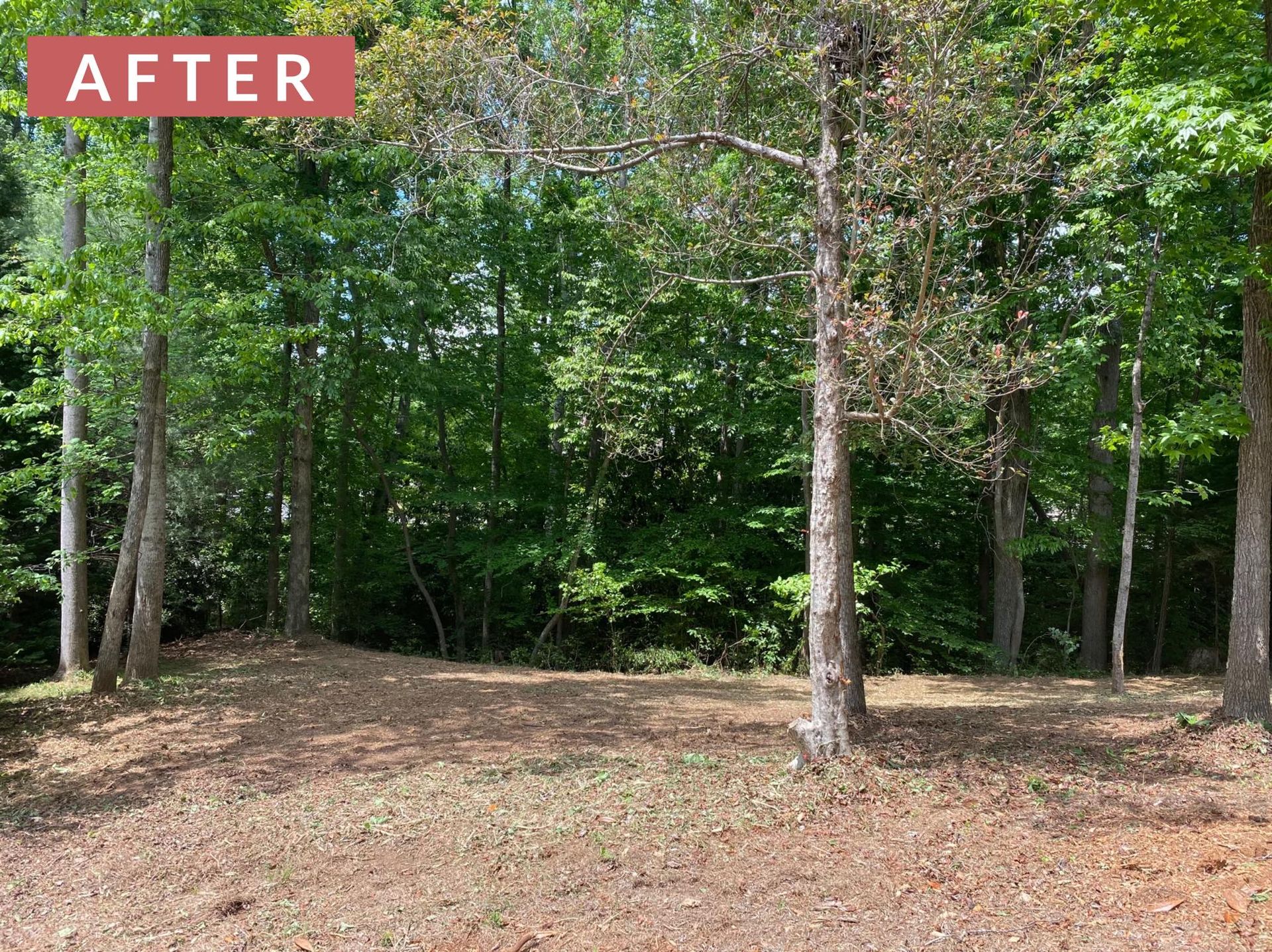 Cleared woodland area with trees, sunlight, and 