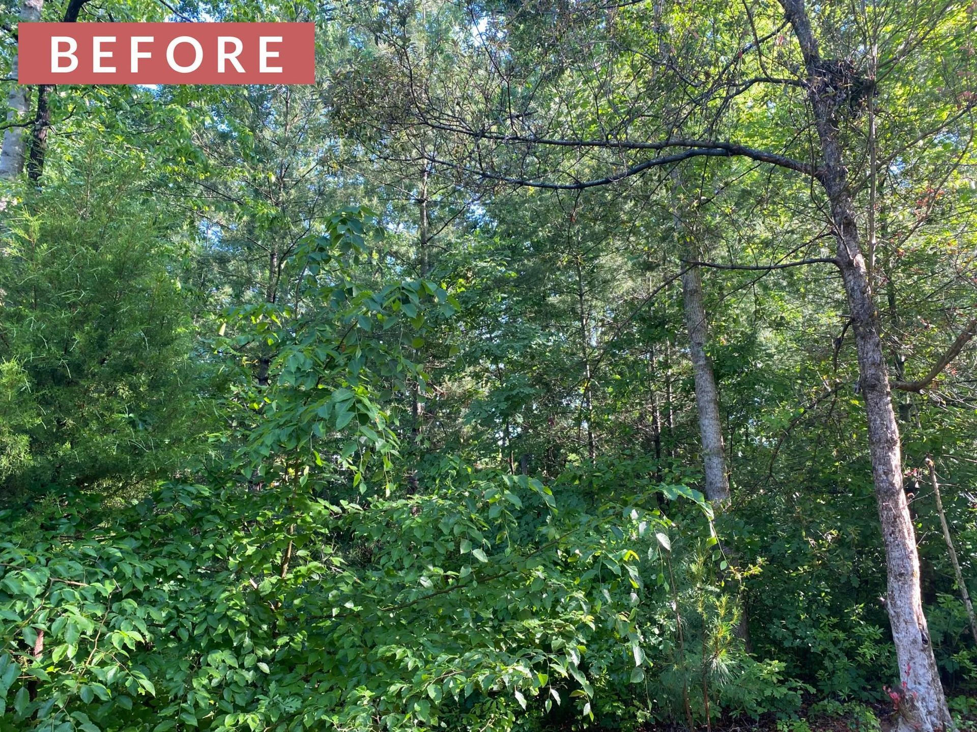 Dense green foliage with trees and 