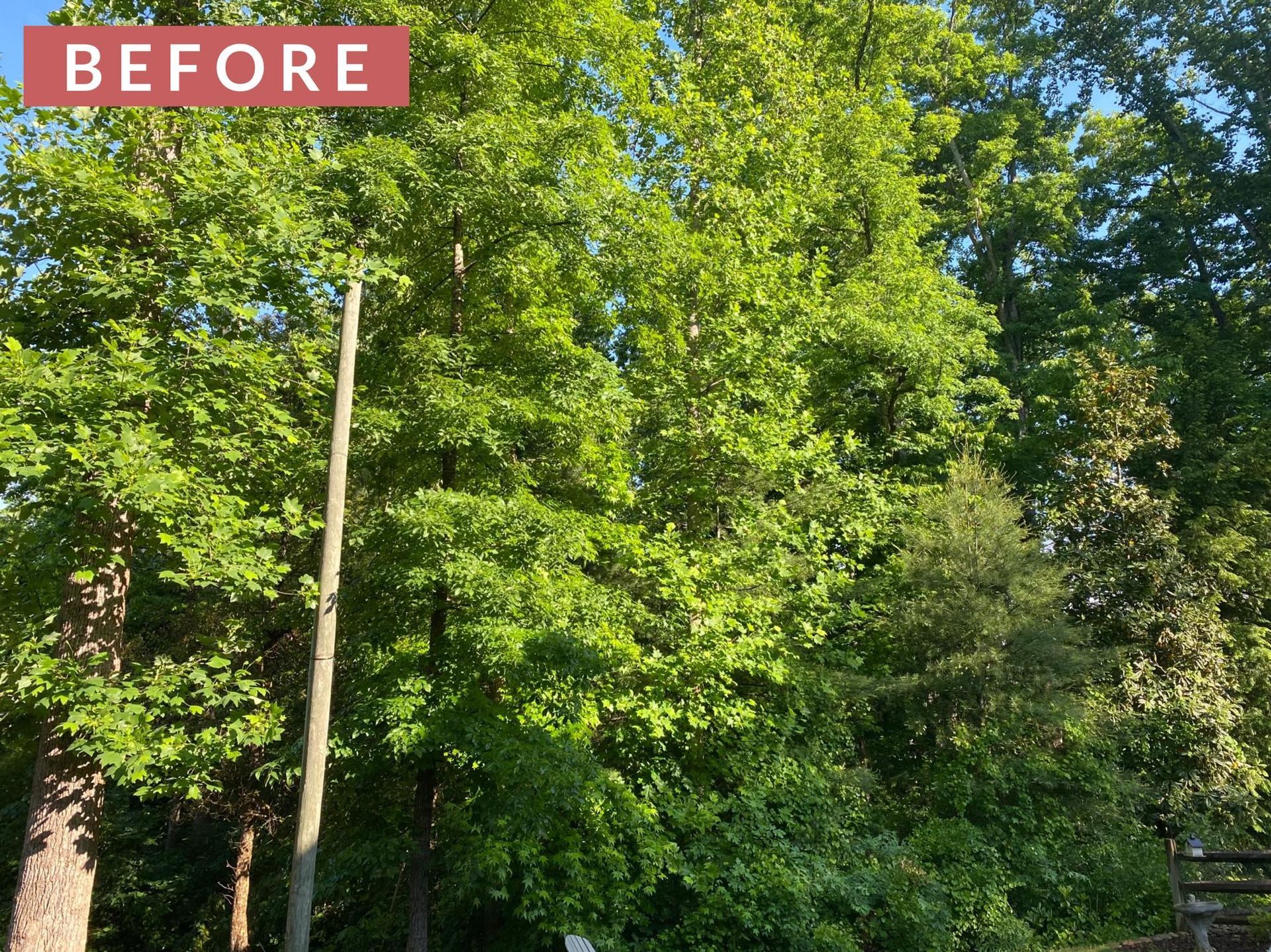 Trees with green leaves in a sunlit outdoor setting with a tall wooden pole.