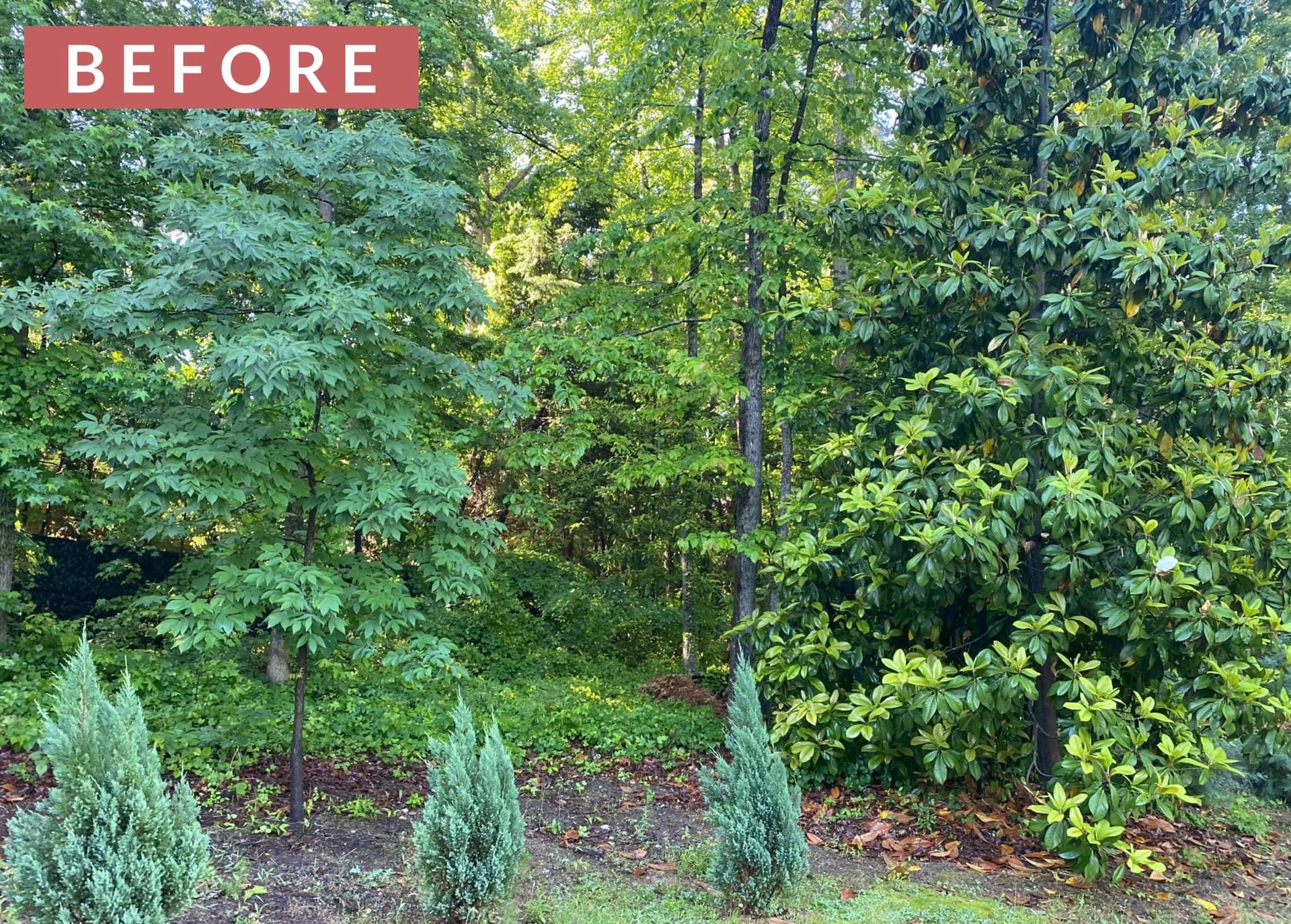 Lush green trees and shrubs in a wooded area, with three small evergreen trees in the foreground. 