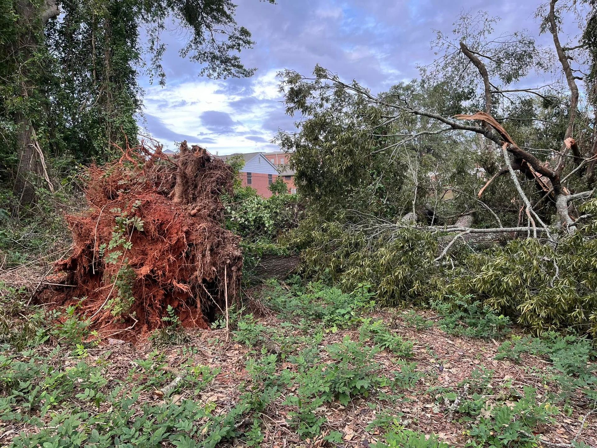 Uprooted tree with exposed roots next to fallen branches and debris, possibly from a storm. Overcast sky.