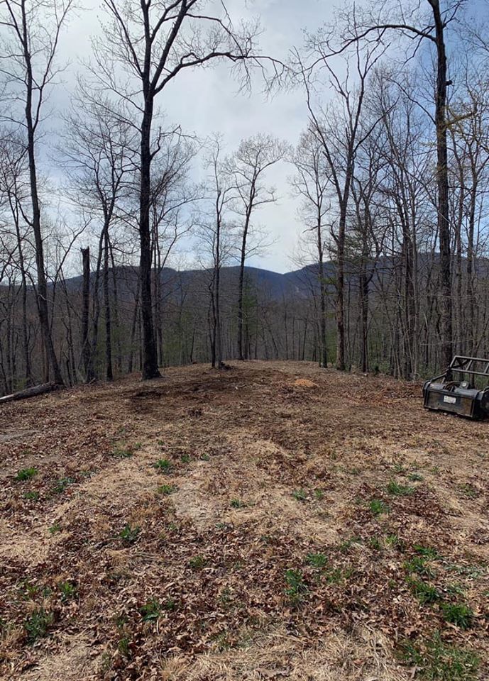 Clearing in a wooded area with trees and a mountain in the distance.