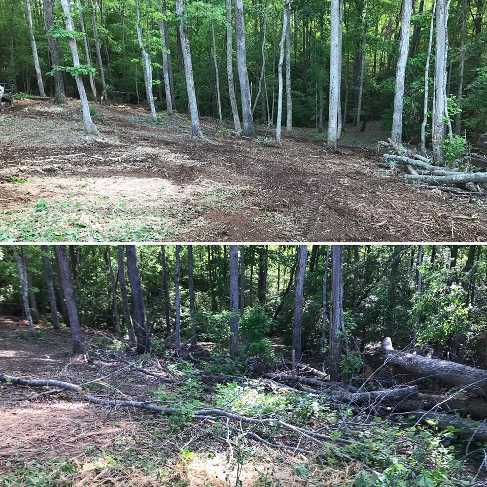 Top and bottom views of a forest clearing with dirt patches and felled trees, surrounded by tall, leafy trees.