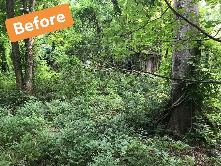 Overgrown wooded area with dense greenery and trees; 