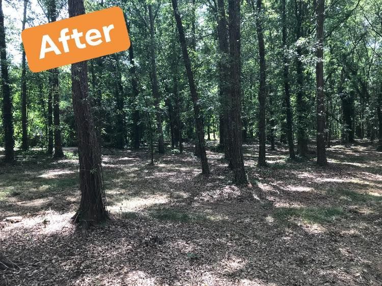 Forest with numerous trees, dappled sunlight, and leaves on the ground.