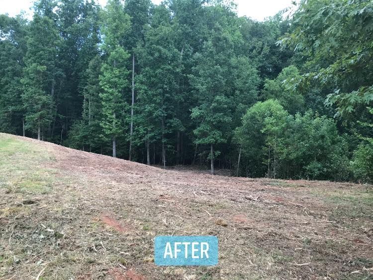 Cleared land in front of a tree line, with an 