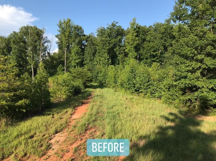 A dirt path cuts through tall grass and dense trees under a bright blue sky.