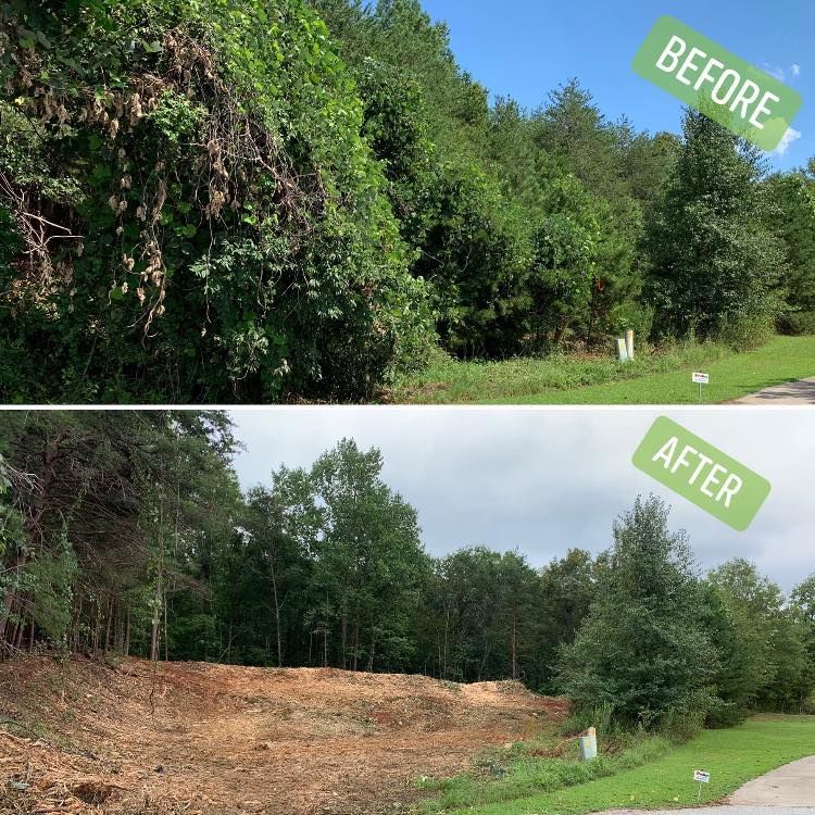 Before-and-after of a wooded area. Top: overgrown with vines. Bottom: cleared, with bare earth and remaining trees.
