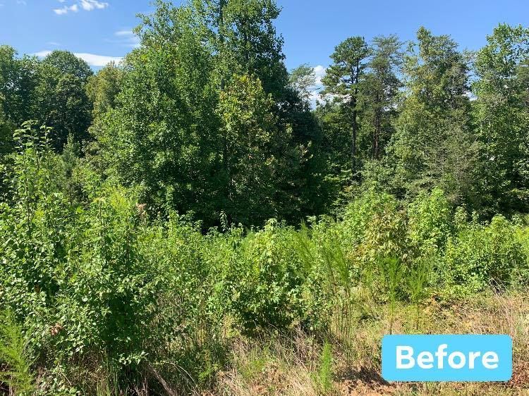 Green trees and bushes in front of taller trees under a blue sky, text “Before”.