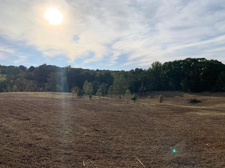 Open field with sparse trees, under a bright sun and blue sky. Forest in the background.