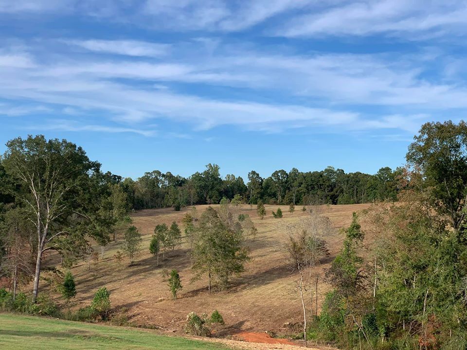 Rolling field with scattered trees under a blue sky with streaky clouds; trees in the background.