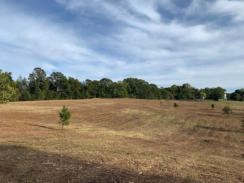 Open field with sparse small trees, brown grass, and trees on the horizon under a blue sky with clouds.