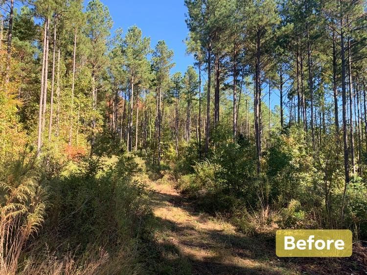Forest path with tall pine trees, green and brown vegetation, bright blue sky in the background.