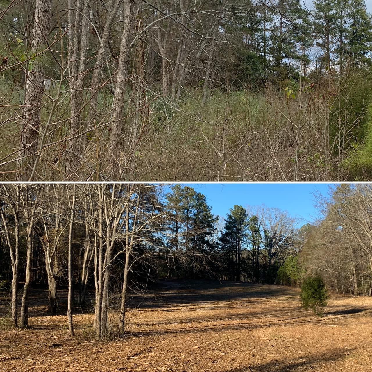 Two views of a wooded area: one overgrown, one cleared with fallen leaves, showing trees and sky.
