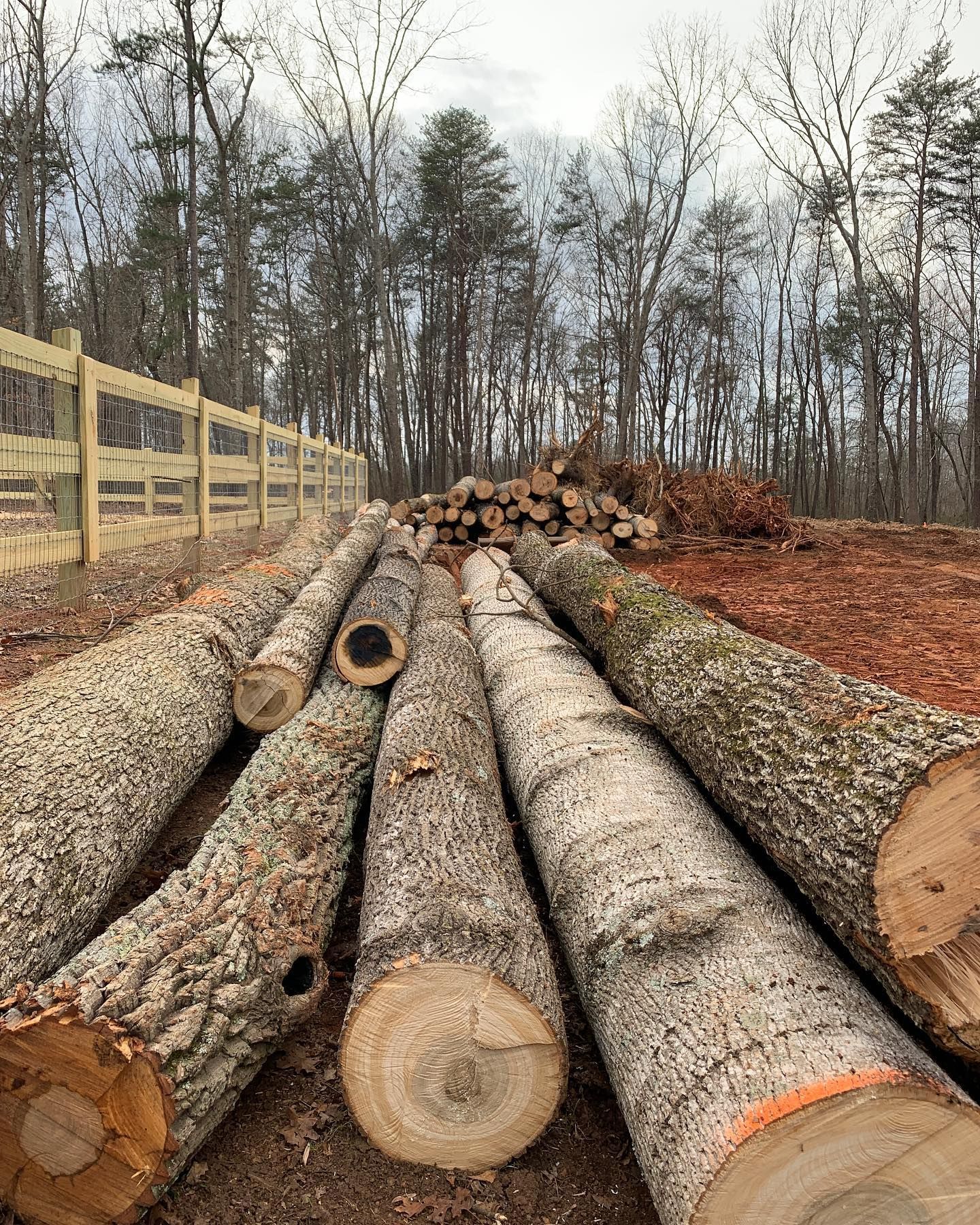 Logs of cut trees stacked on red dirt ground, with a fence and trees in the background.